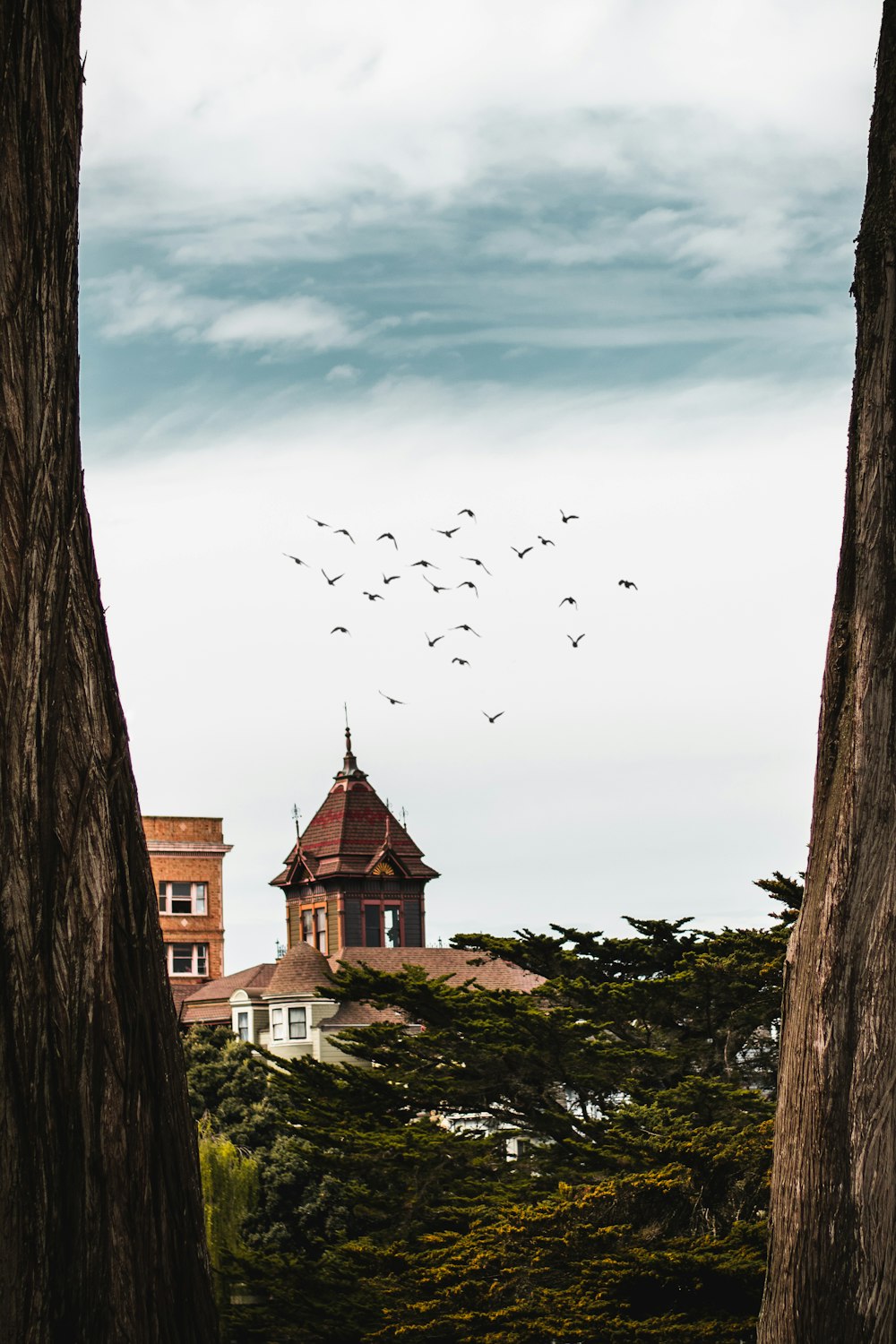 birds flying over the houses during daytime