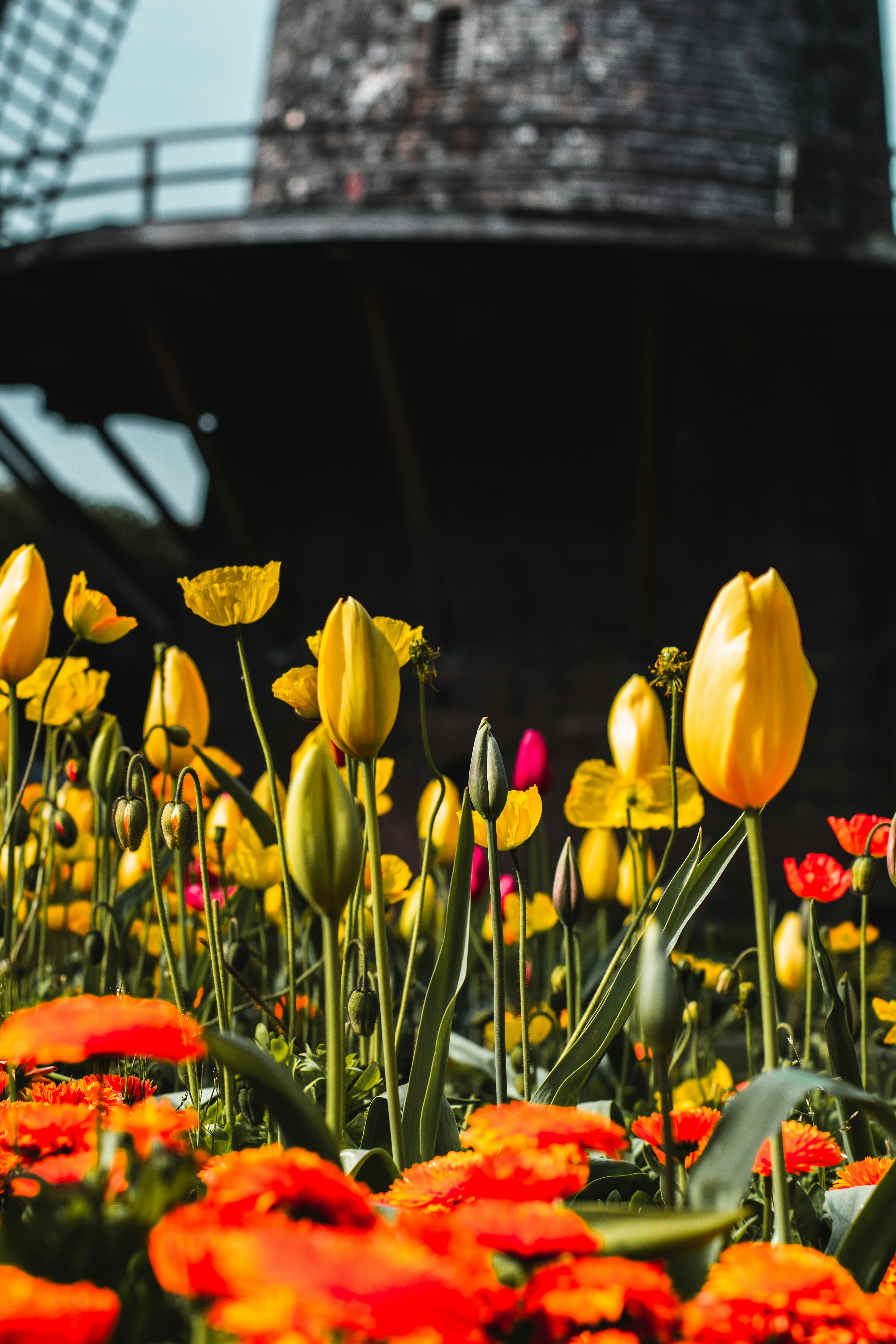 The Local's Guide to Union Square Flower Bulb Day