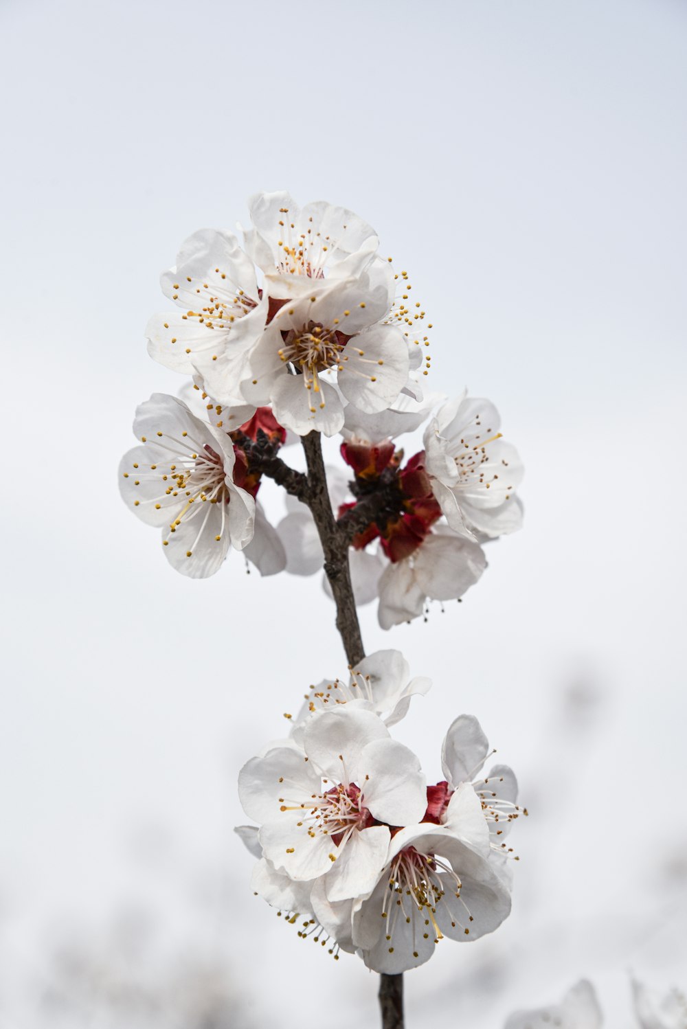 white cherry blossom in bloom close up photo