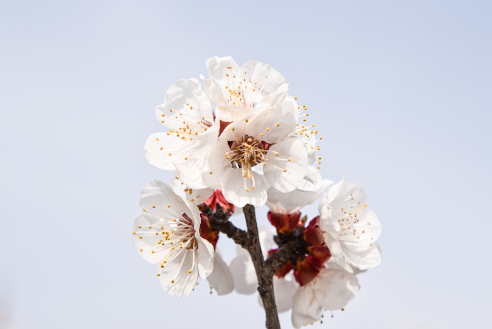 white cherry blossom in close up photography