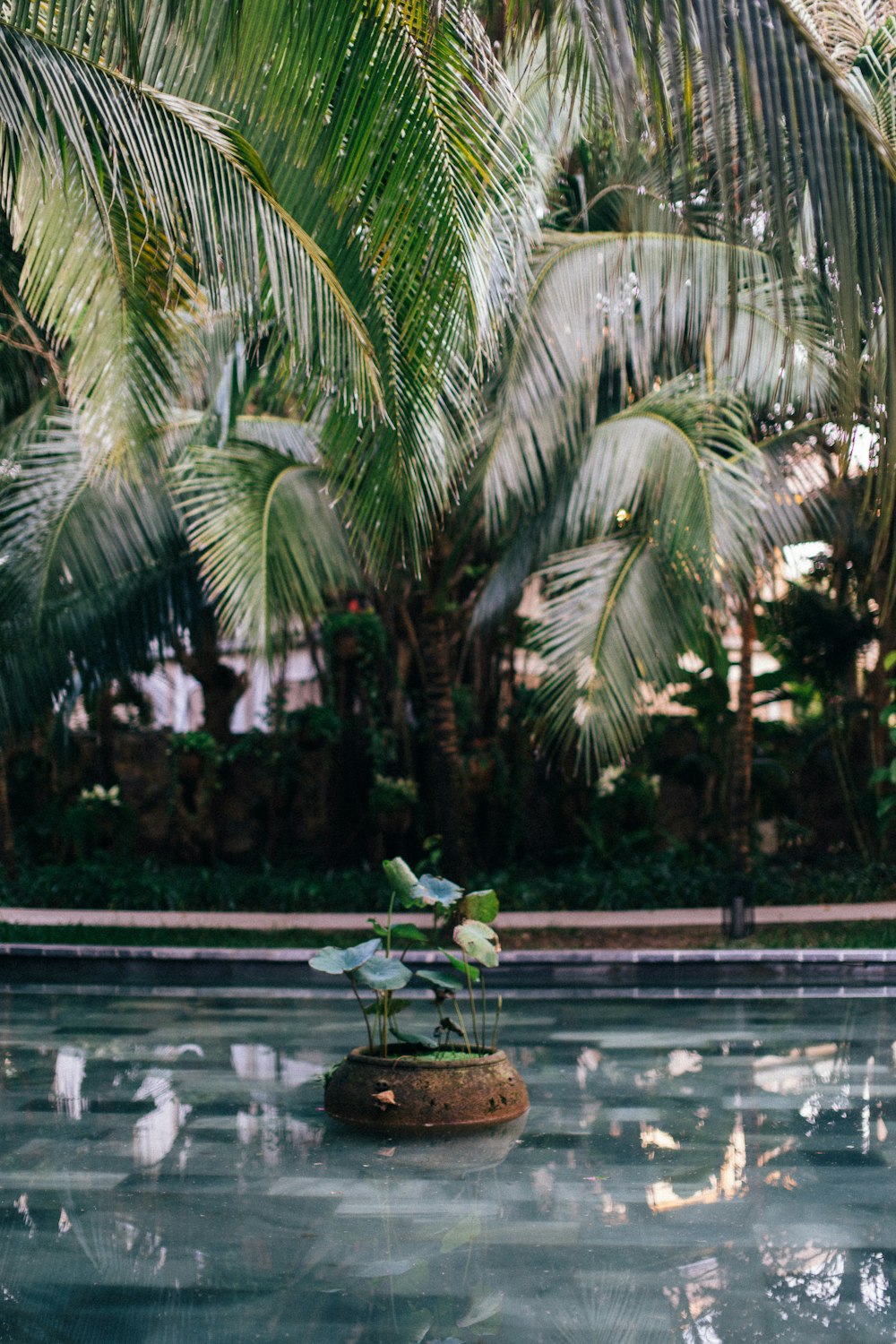 green palm tree near swimming pool during daytime
