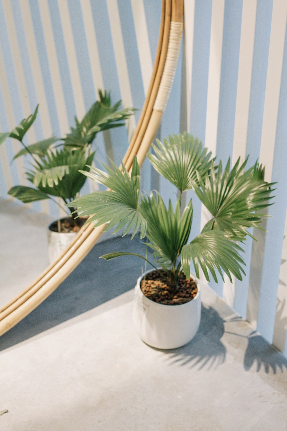 green plant on white ceramic pot