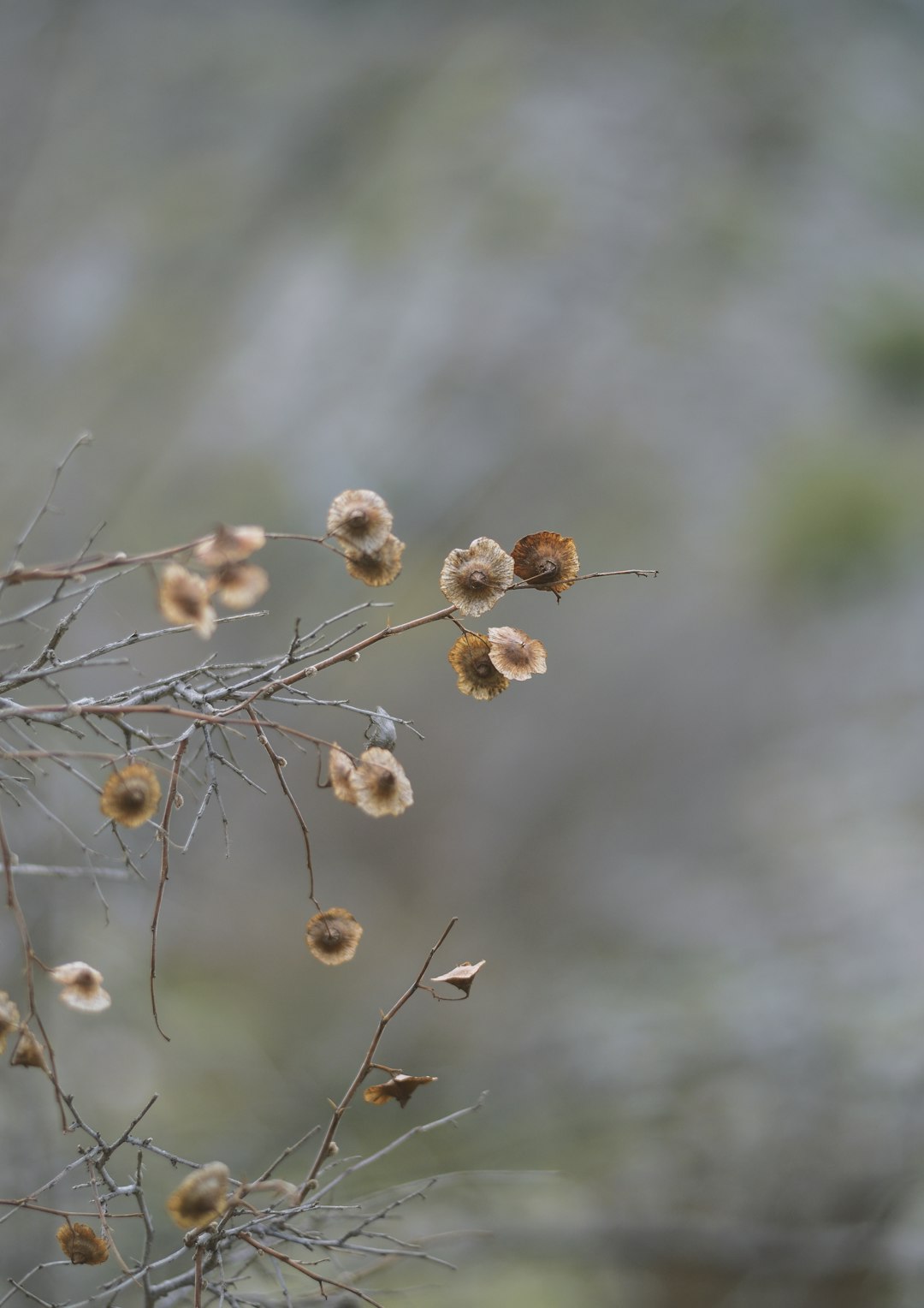 white flower buds in tilt shift lens