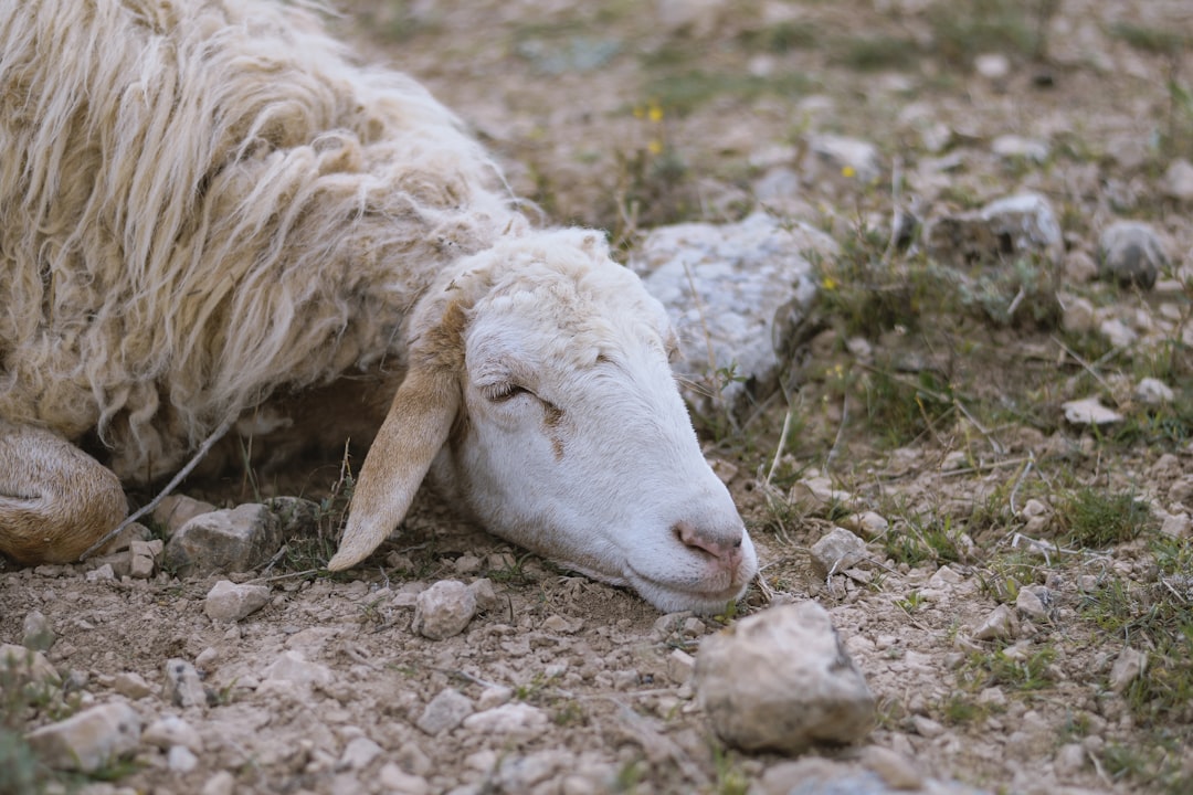 white sheep on brown soil