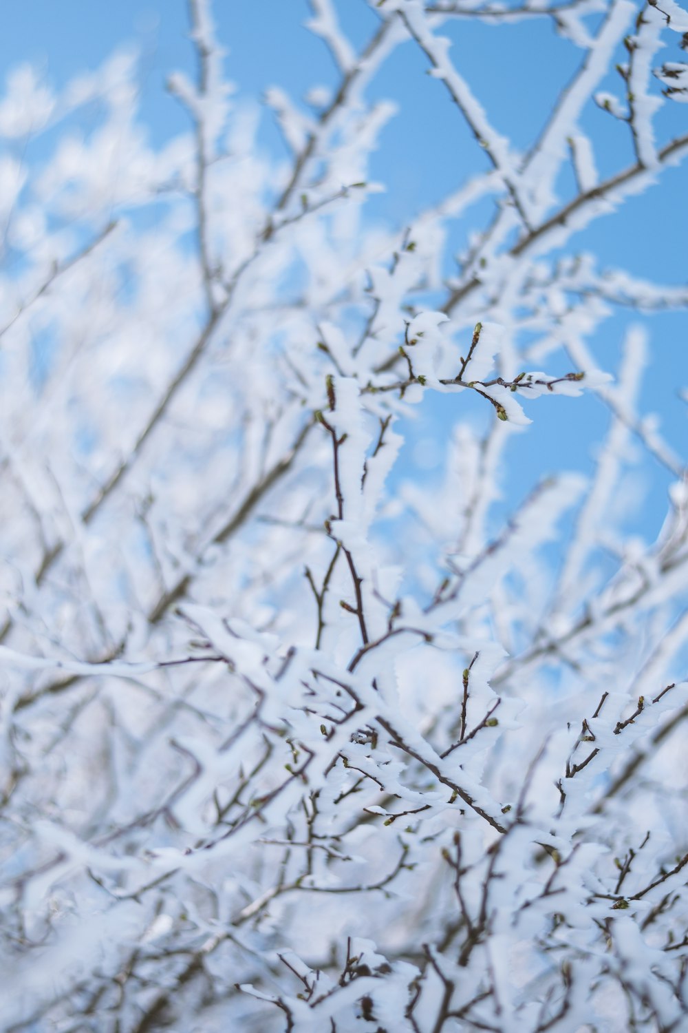 white and black tree branch