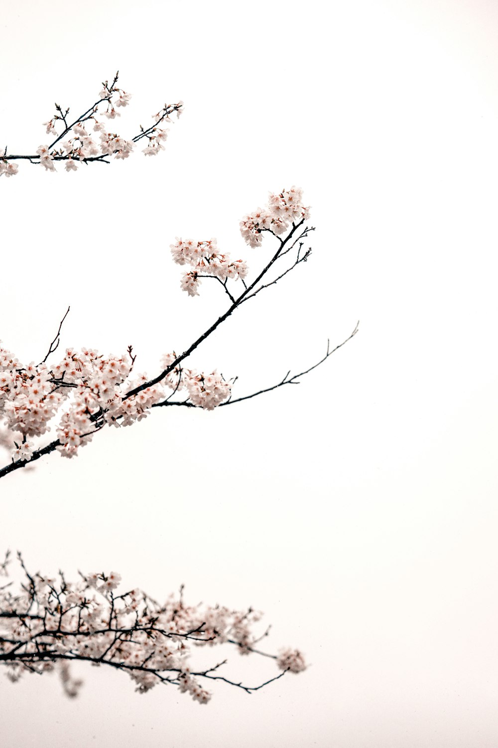 white cherry blossom tree during daytime