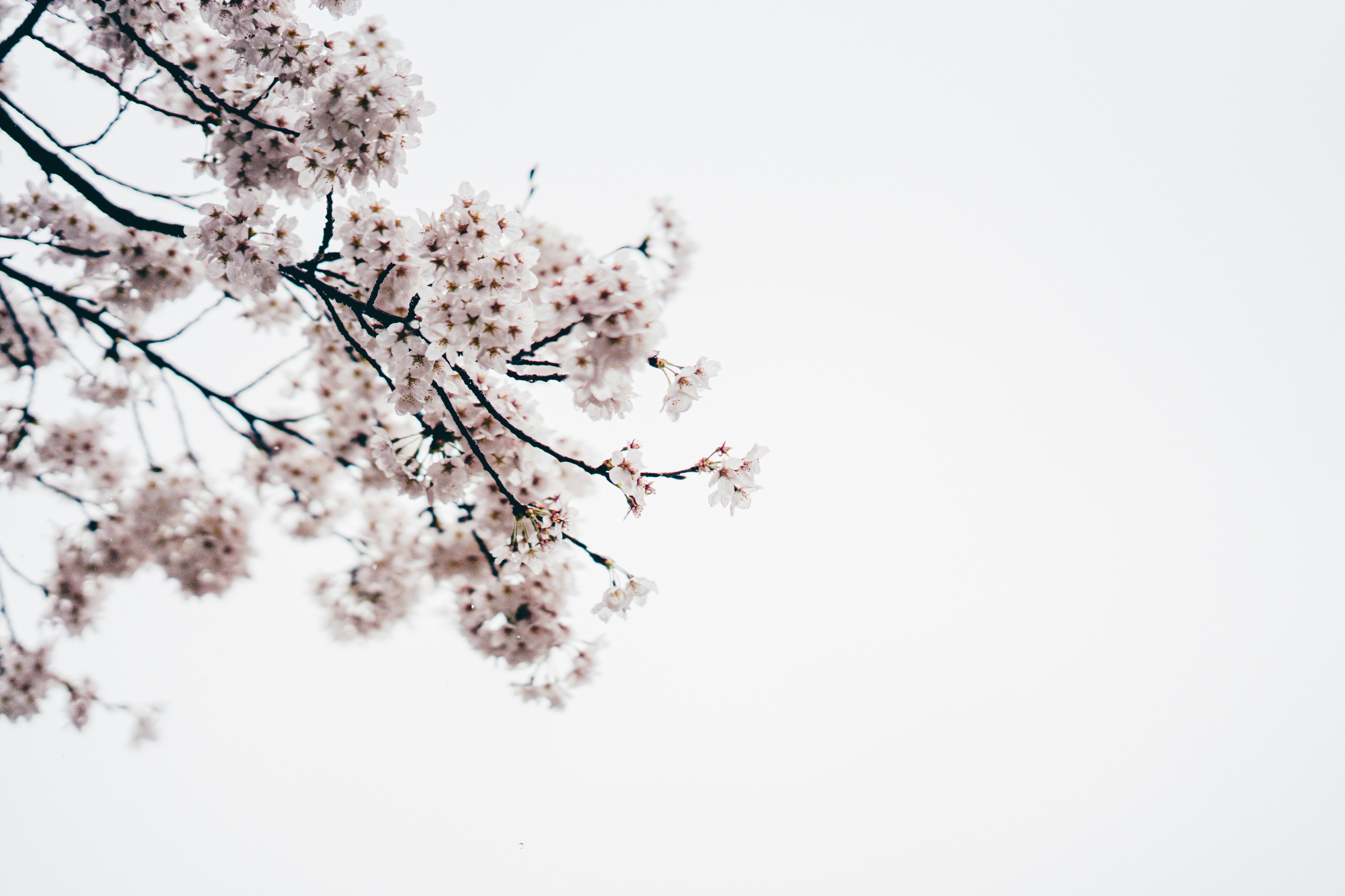 white and black tree illustration