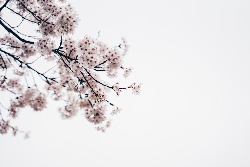 illustration d’arbre blanc et noir