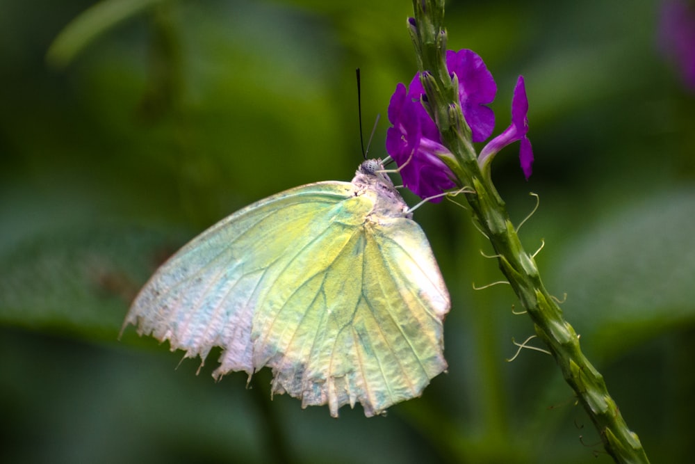 white and green butterfly perched on purple flower in close up photography during daytime