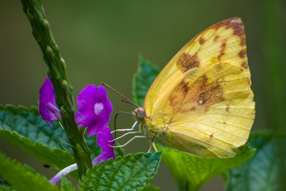 yellow butterfly perched on purple flower in close up photography during daytime