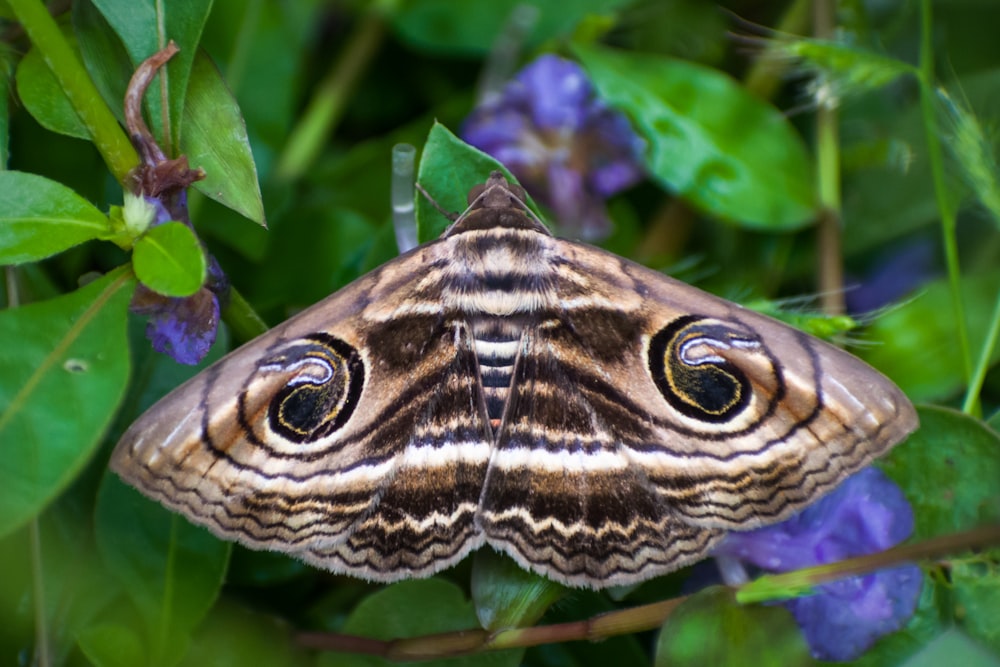 black and white butterfly on green plant