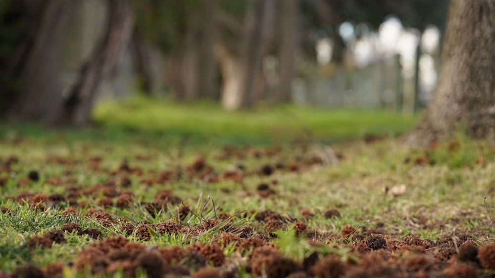 Feuilles séchées brunes sur l’herbe verte pendant la journée