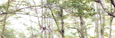 A playful scene of Chase and the swifty bird racing through a leafy forest trail.