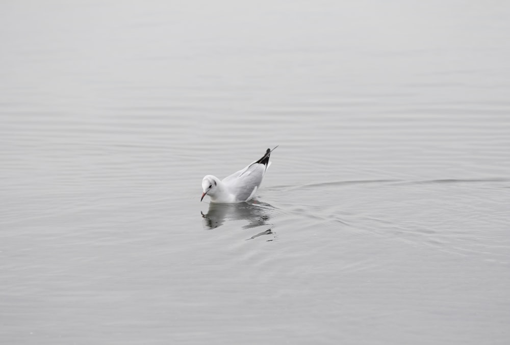 2 white swans on water during daytime