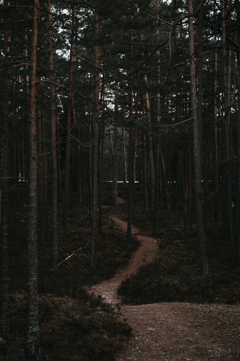 brown and green trees during daytime