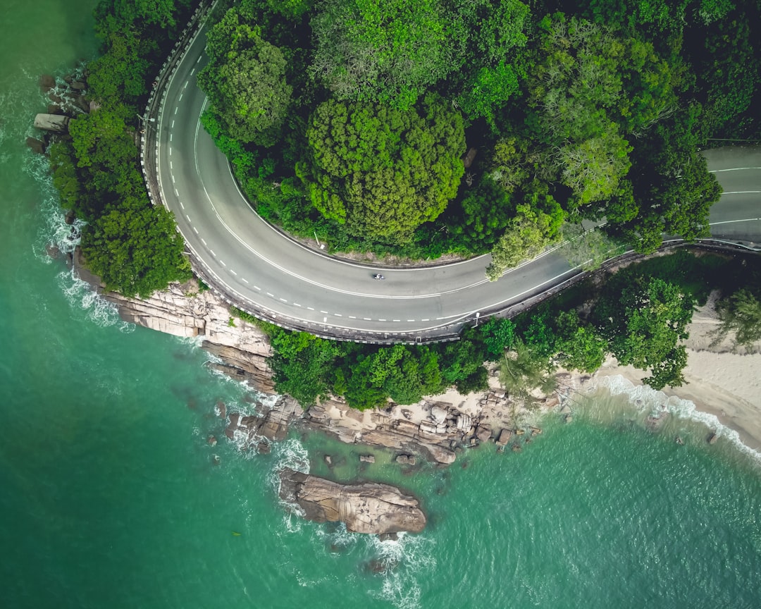 aerial view of green trees beside body of water during daytime