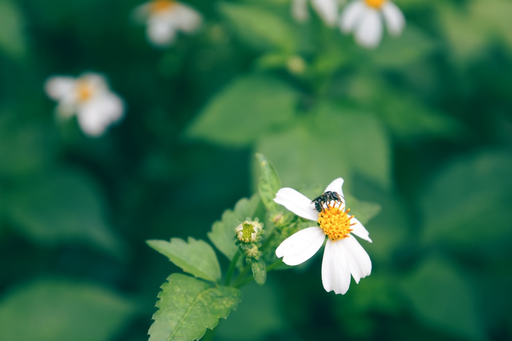 white and yellow flower in tilt shift lens