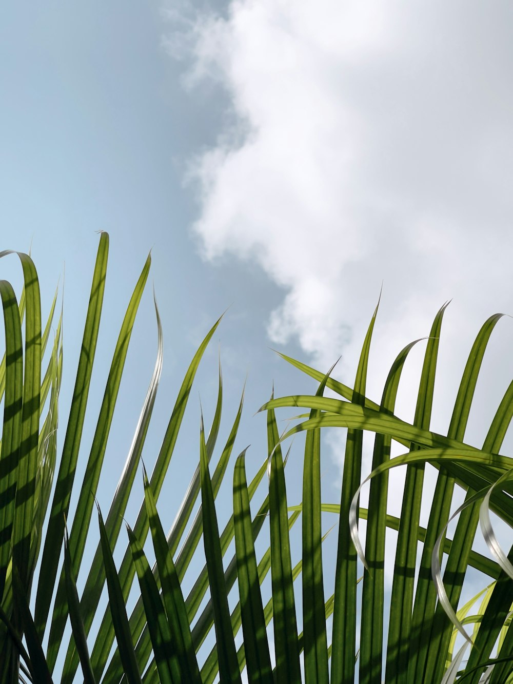 green palm plant under white clouds during daytime