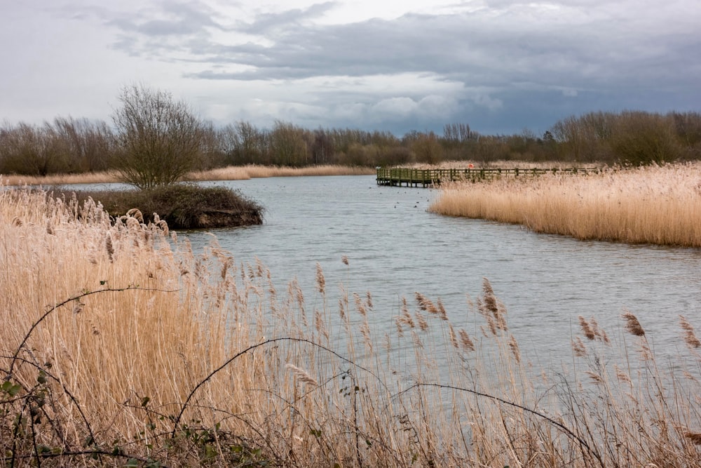 brown grass near body of water under cloudy sky during daytime