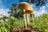 Several mushrooms with light brown caps and white stems grow in a lush, green grass field under a bright blue sky. The perspective is low to the ground, emphasizing the mushrooms' gills and natural surroundings.