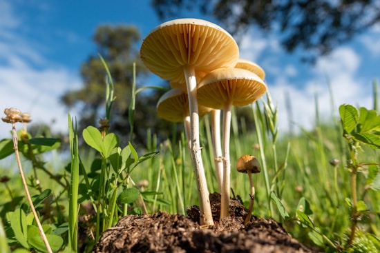 Several mushrooms with light brown caps and white stems grow in a lush, green grass field under a bright blue sky. The perspective is low to the ground, emphasizing the mushrooms' gills and natural surroundings.