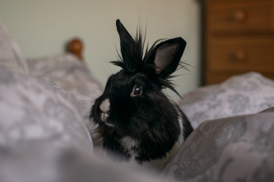 black and white rabbit on white textile