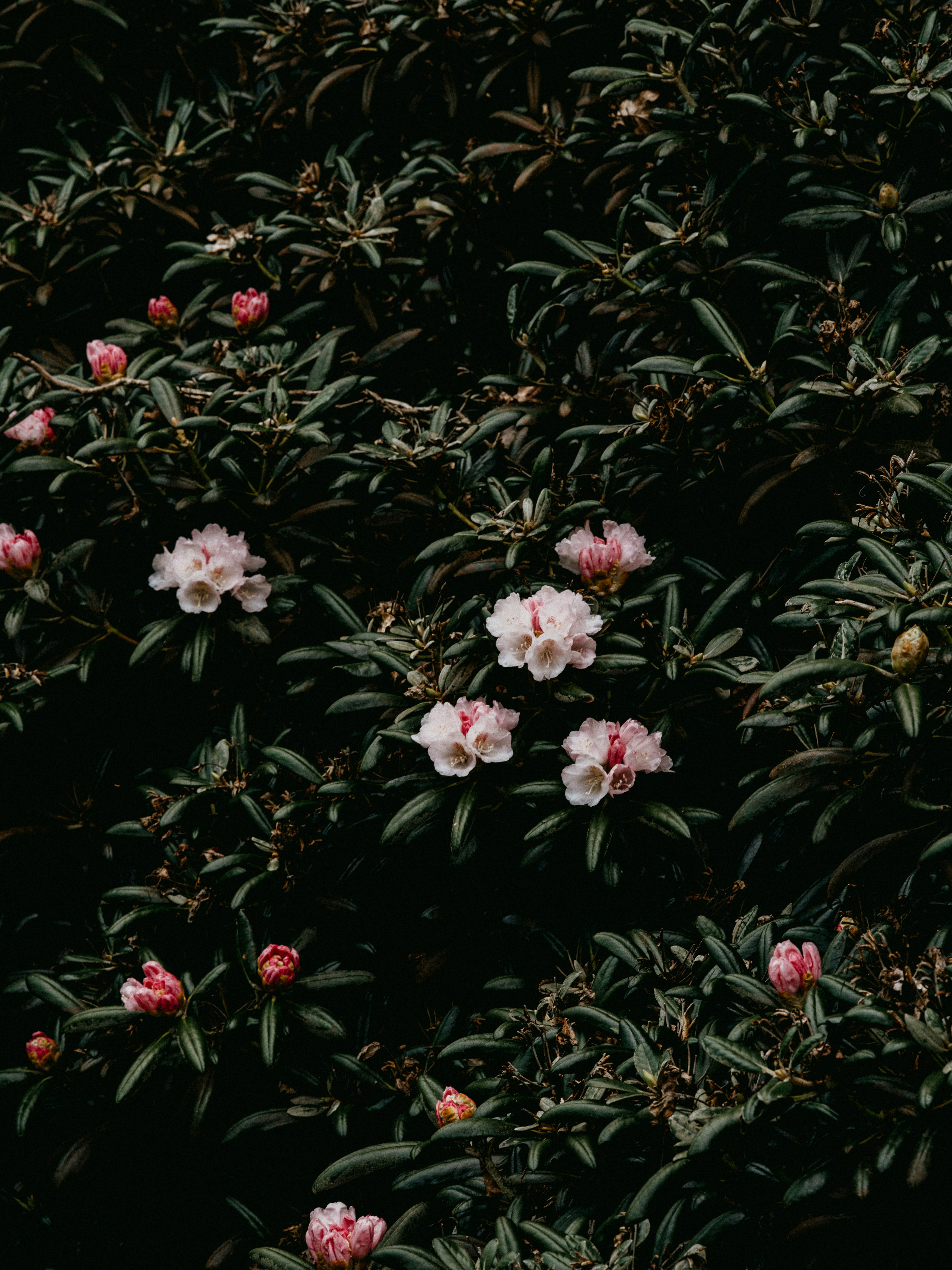 Photo by anniespratt