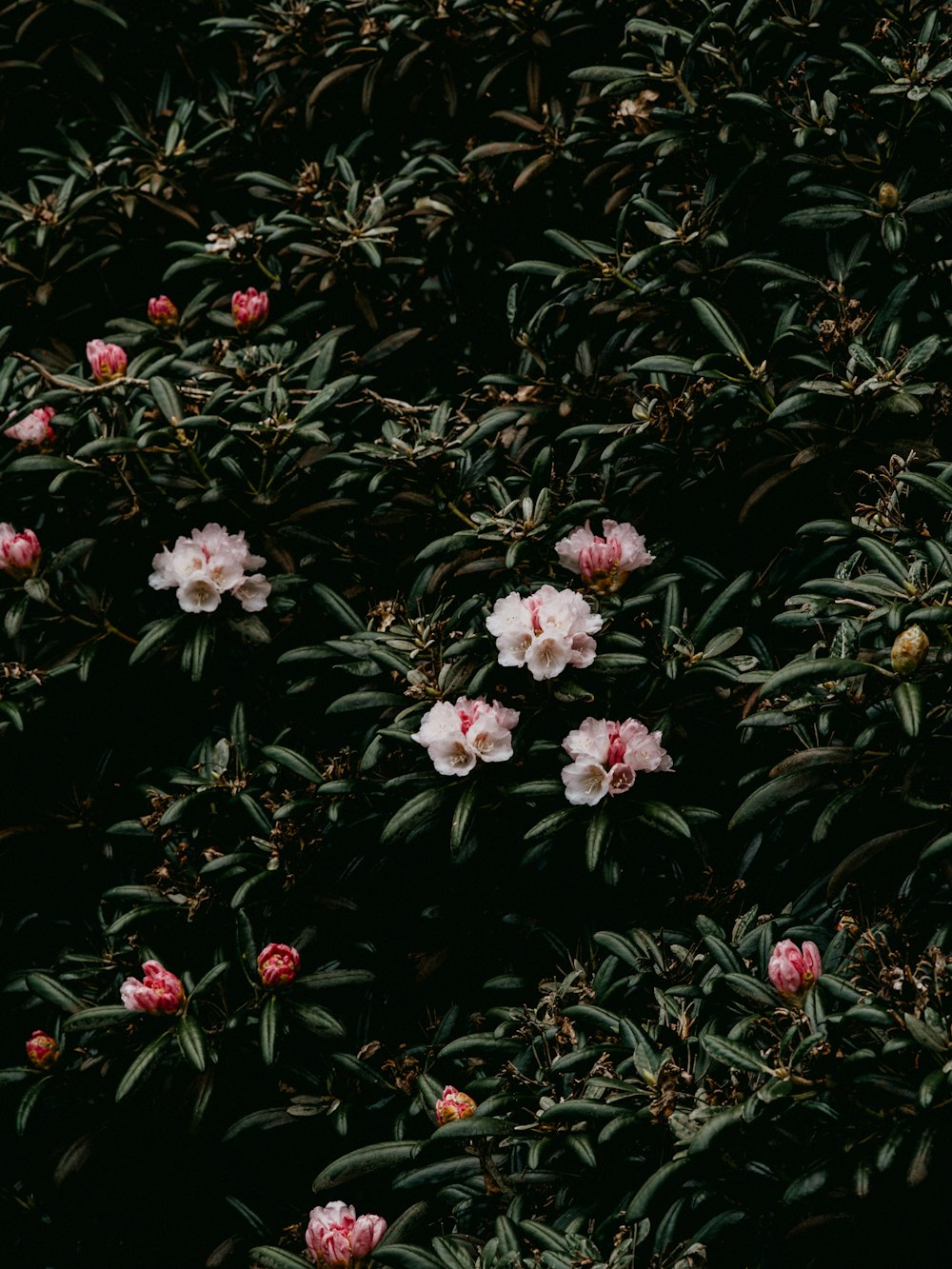 pink and white flowers with green leaves