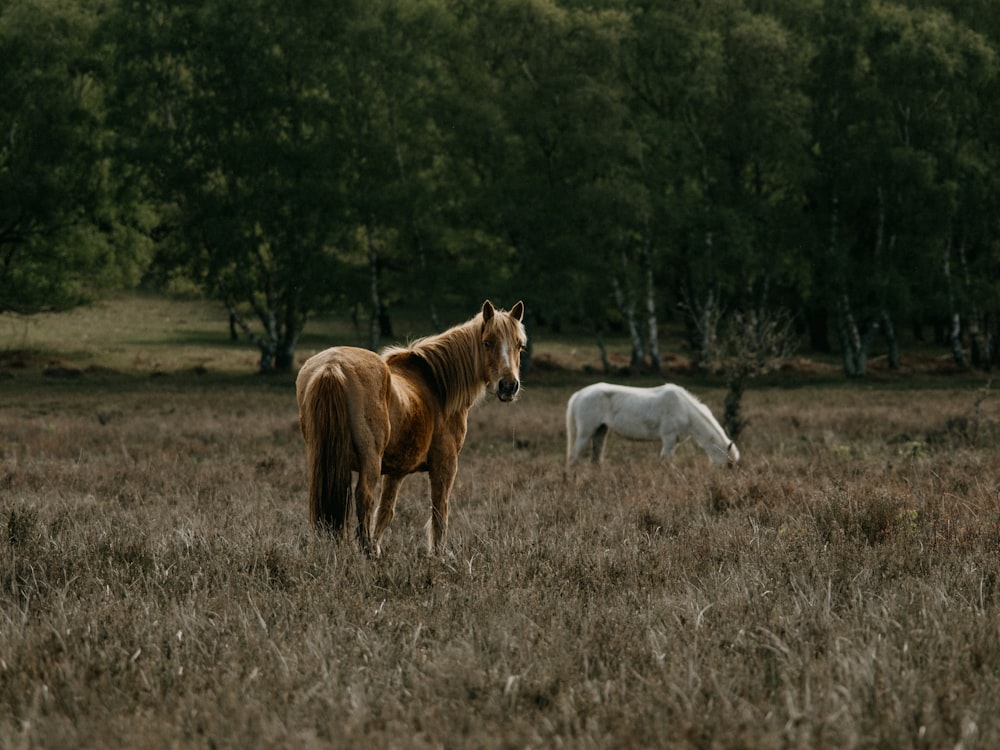 caballo marrón y caballo blanco en campo de hierba marrón durante el día
