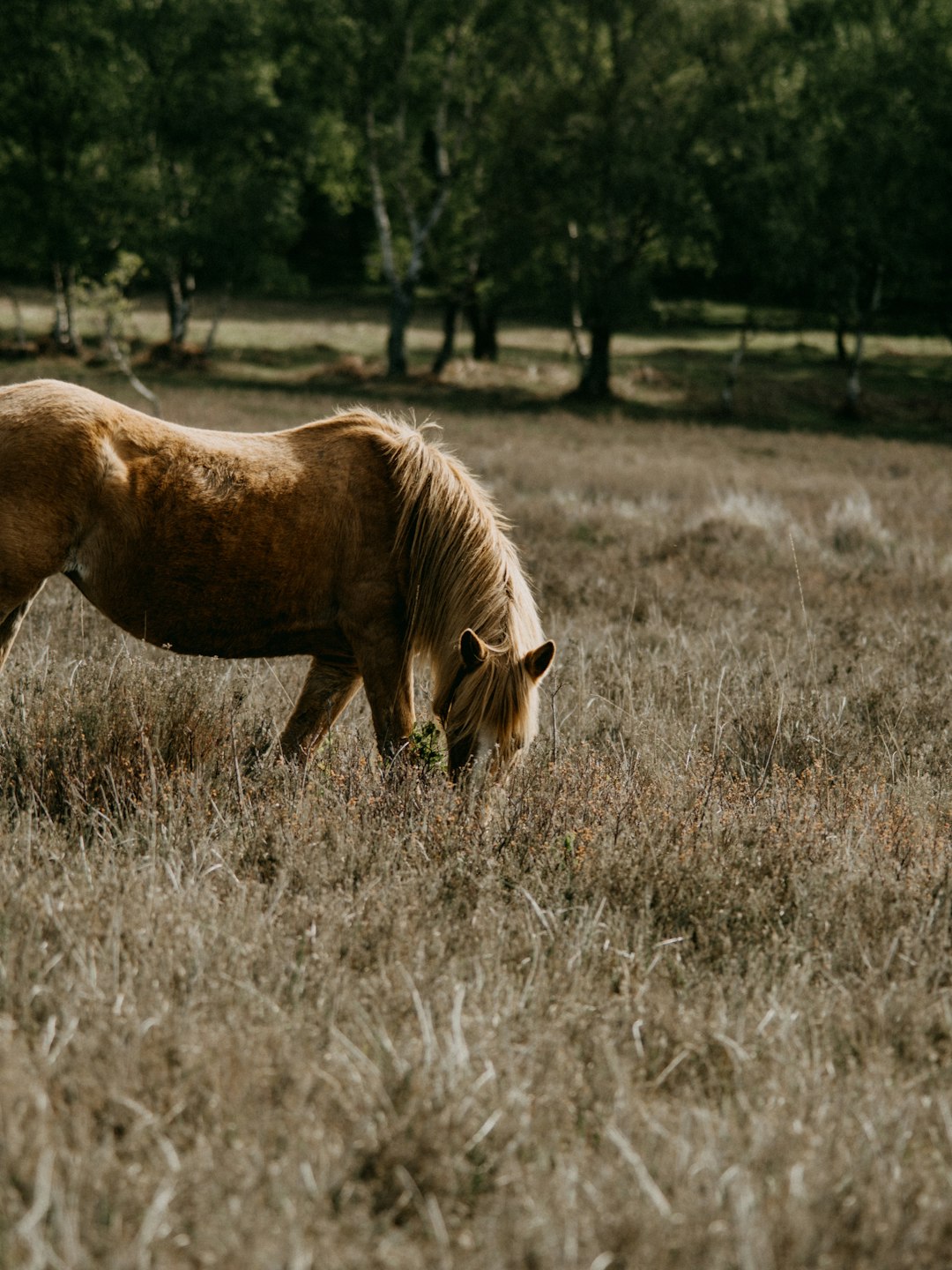 brown horse on brown grass field during daytime