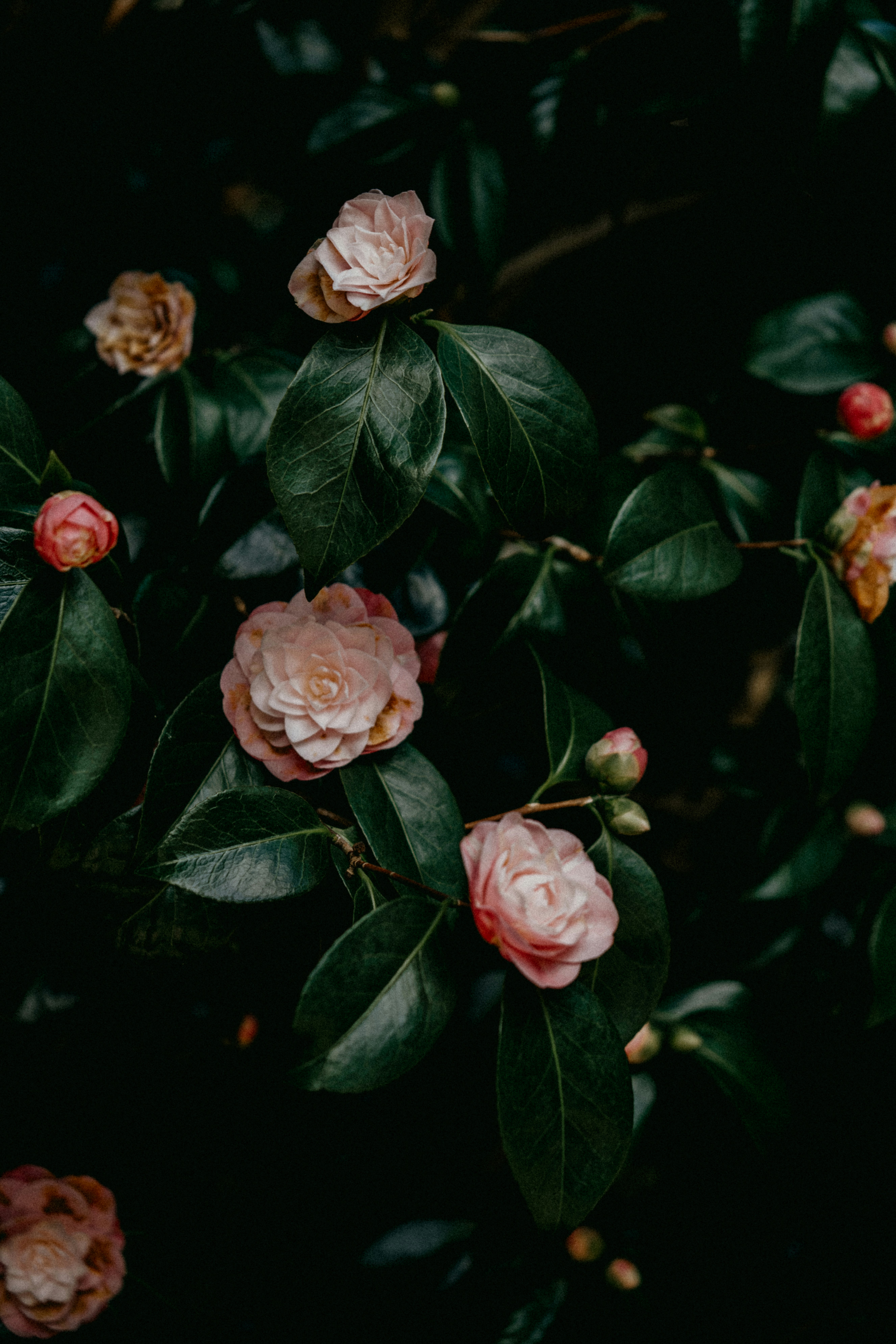 Photo by anniespratt