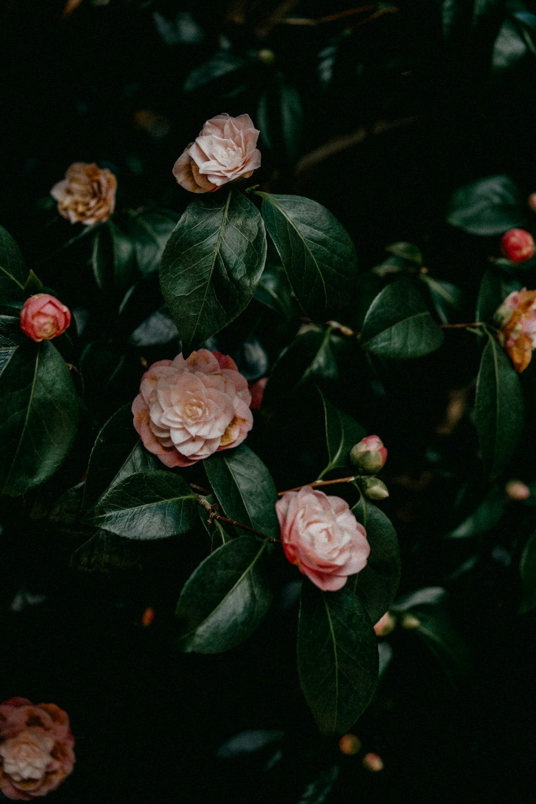 pink roses in bloom during daytime