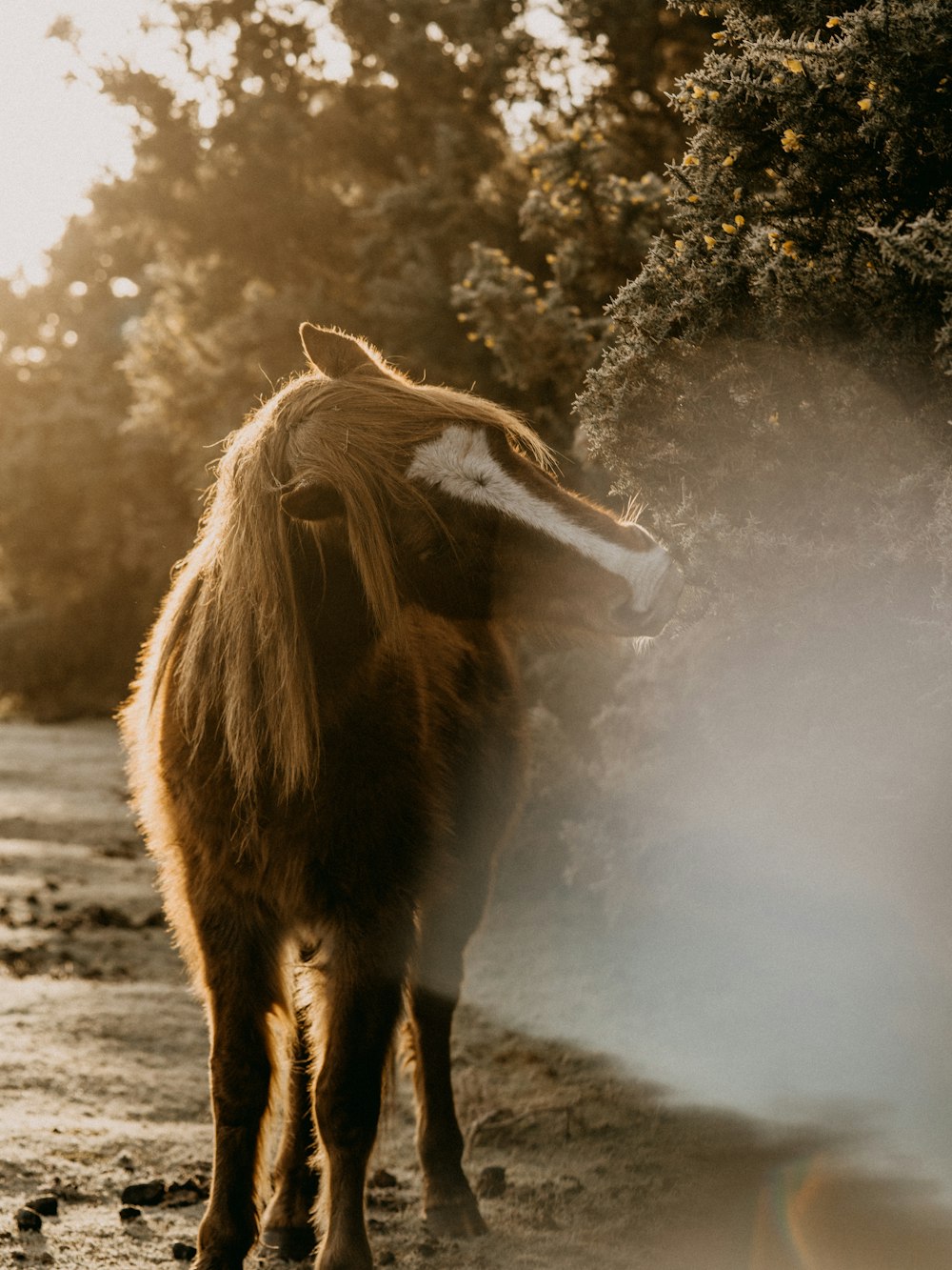 brown horse standing on snow covered ground during daytime