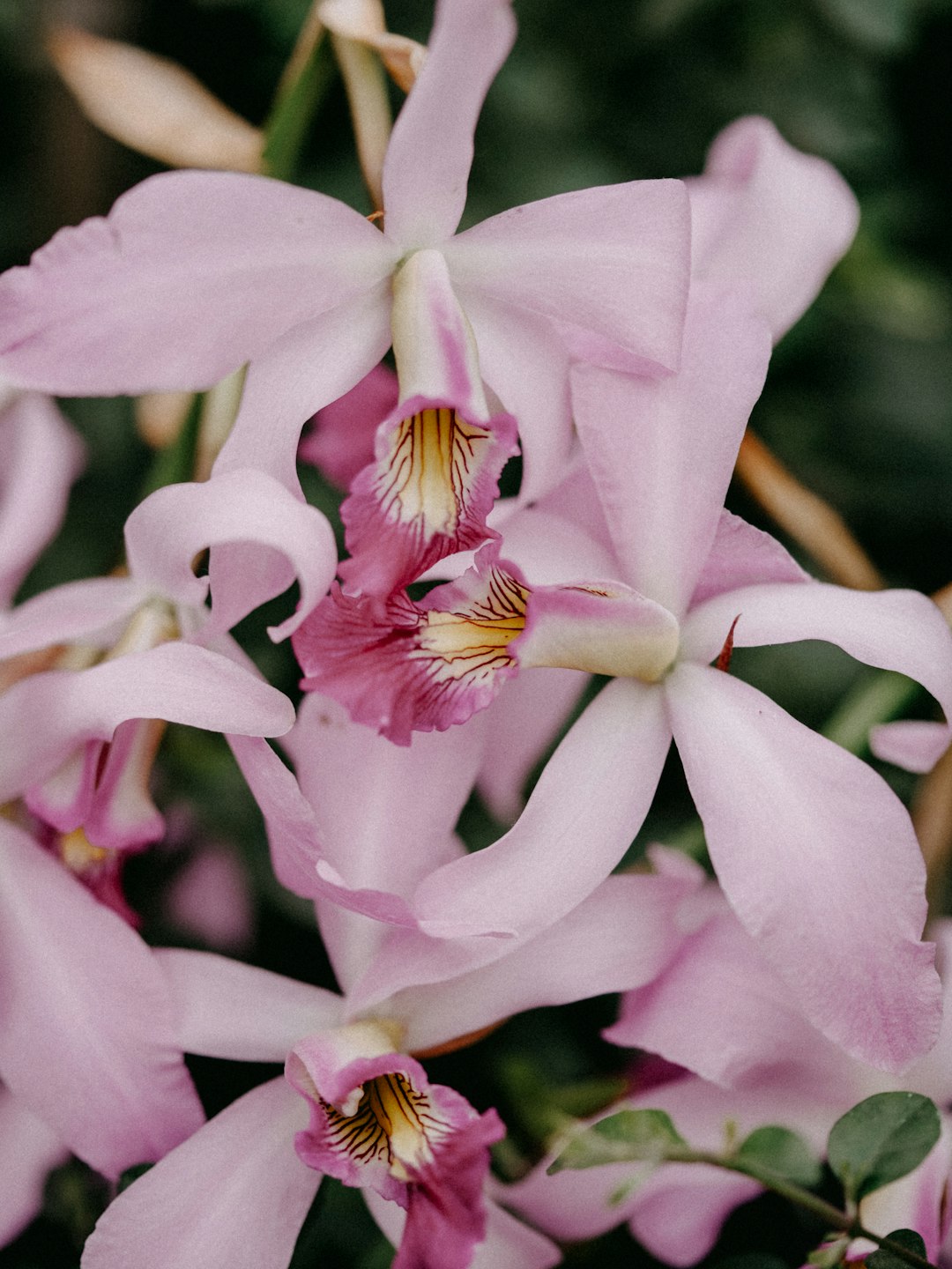 pink and white flower in macro shot