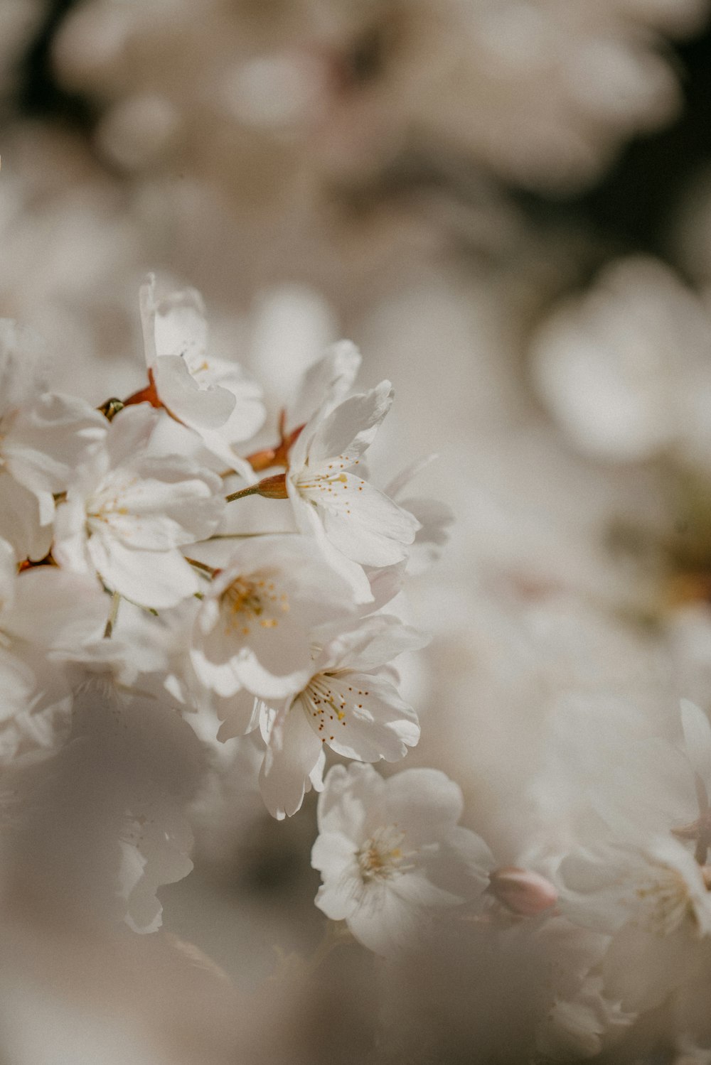 white cherry blossom in close up photography