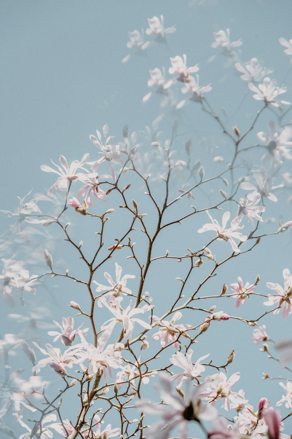 white cherry blossom in bloom during daytime