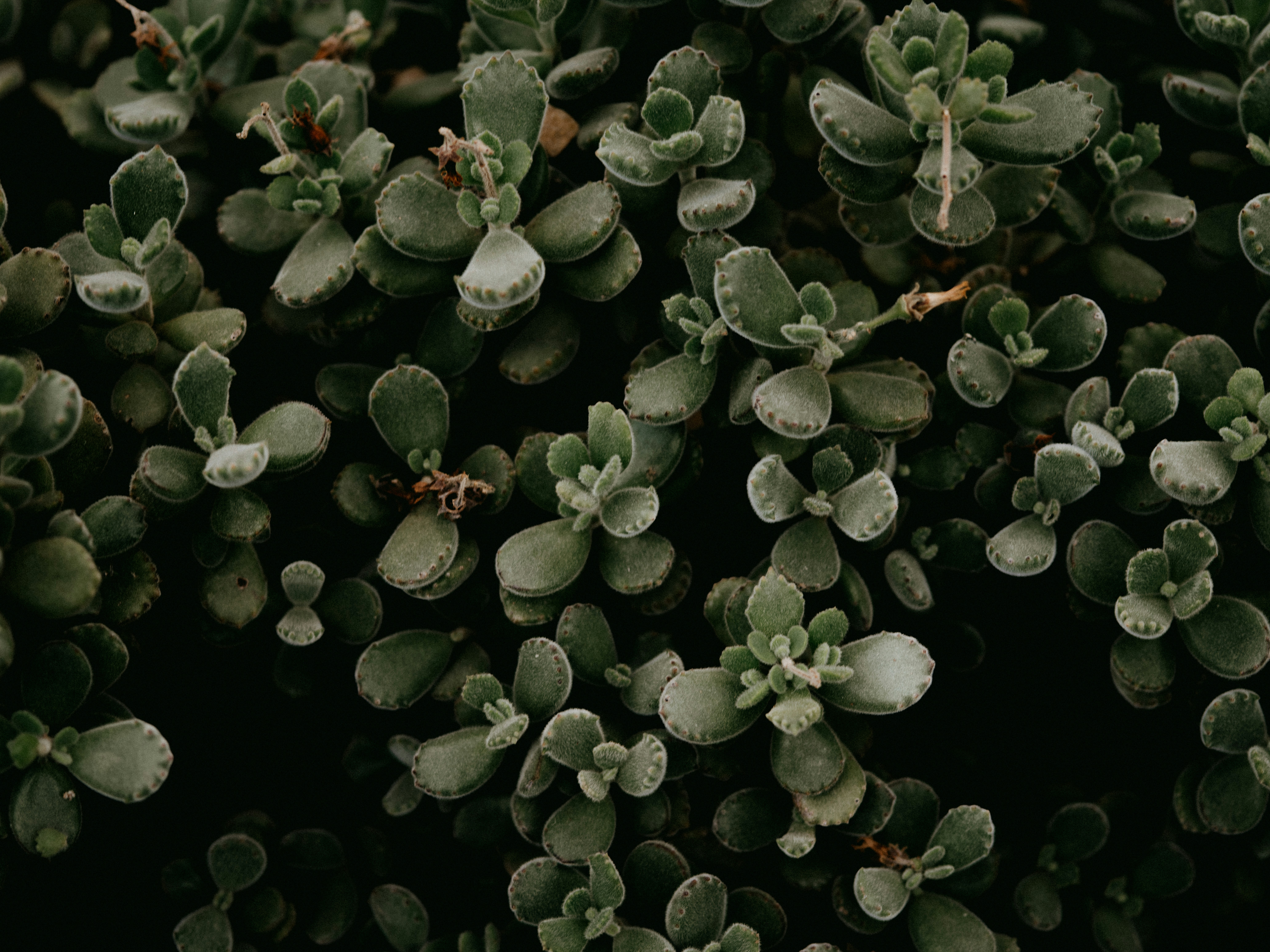 Photo by anniespratt