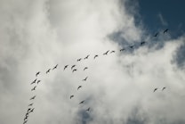 A large flock of birds is flying in a V-formation against a backdrop of cloudy sky. The birds appear to be migrating, and the scene captures a natural and dynamic moment in the sky. The clouds are scattered, providing a textured background.