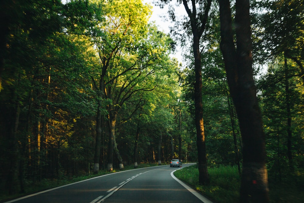 gray concrete road between green trees during daytime