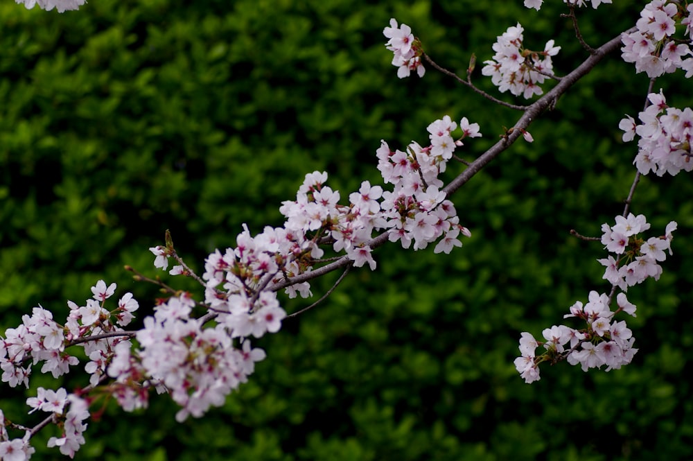 white flowers on brown tree branch