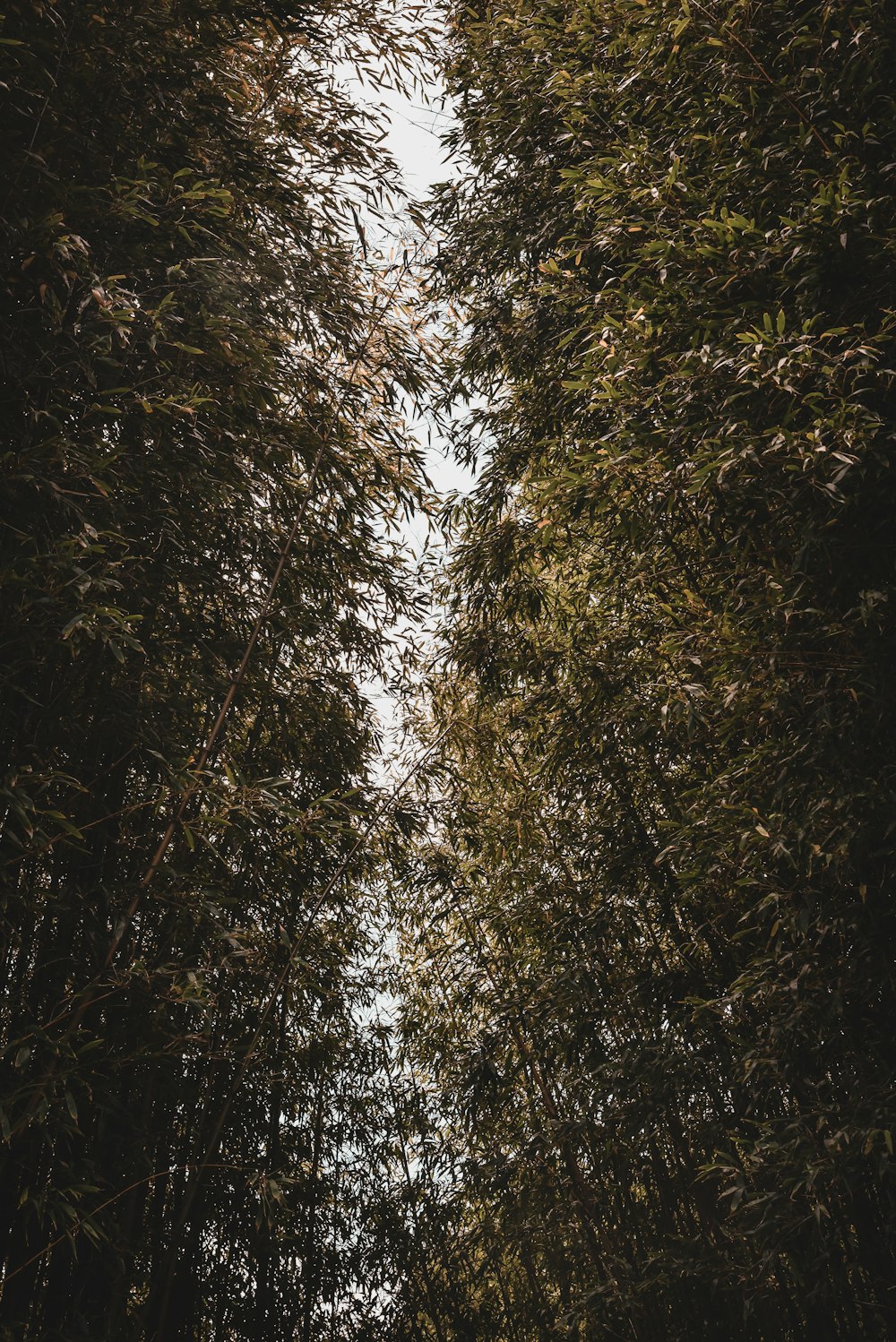 green trees under white sky during daytime