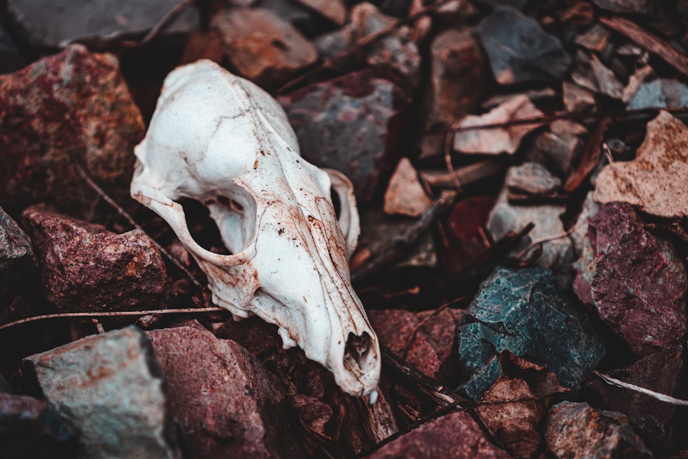 white animal skull on brown dried leaves