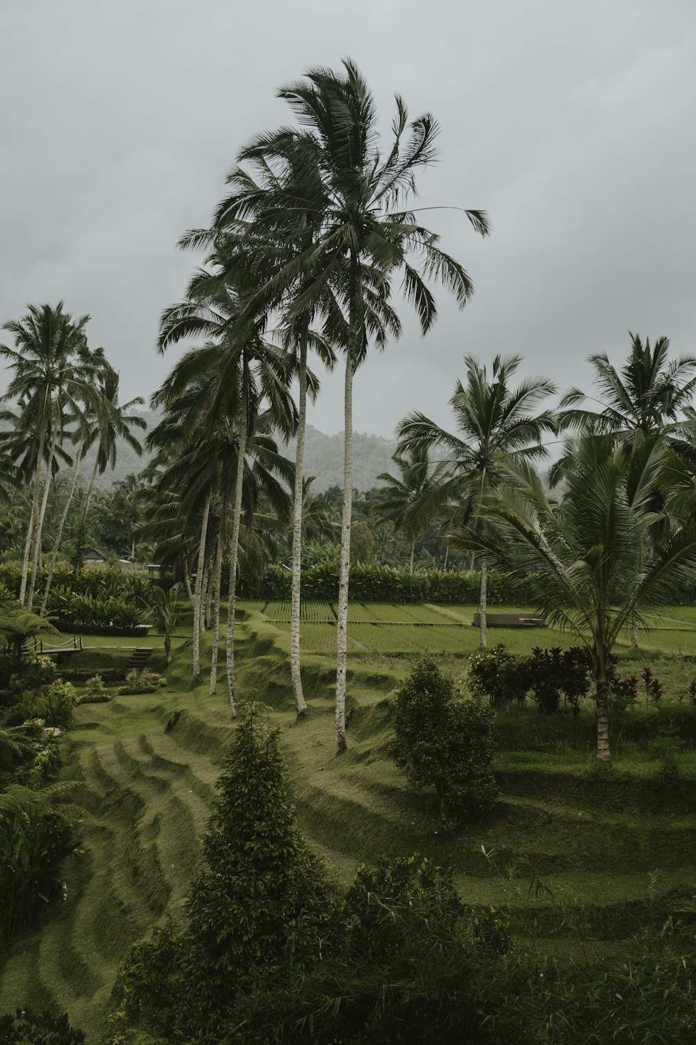 green palm trees under white clouds during daytime