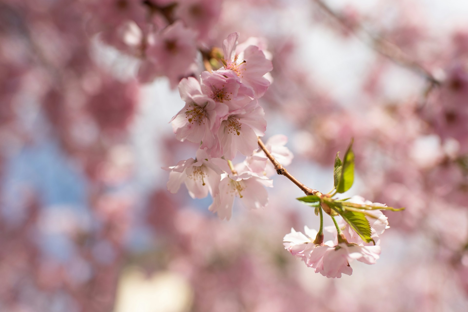 a branch of a cherry tree with pink flowers