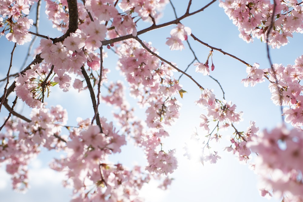 a tree with lots of pink flowers on it