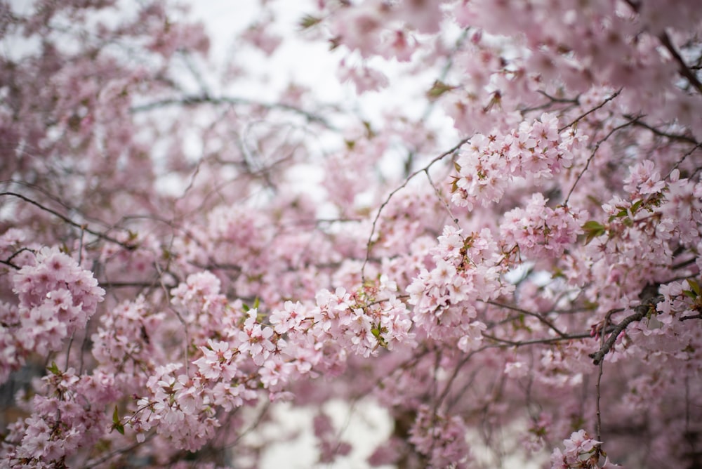 a tree filled with lots of pink flowers