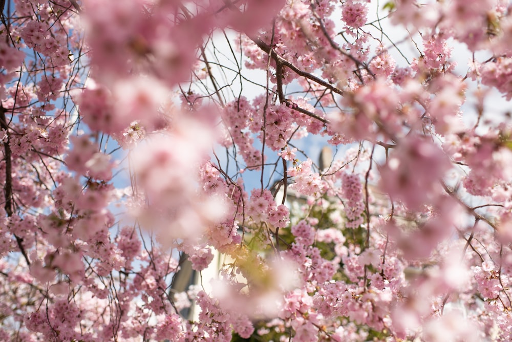 a tree filled with lots of pink flowers