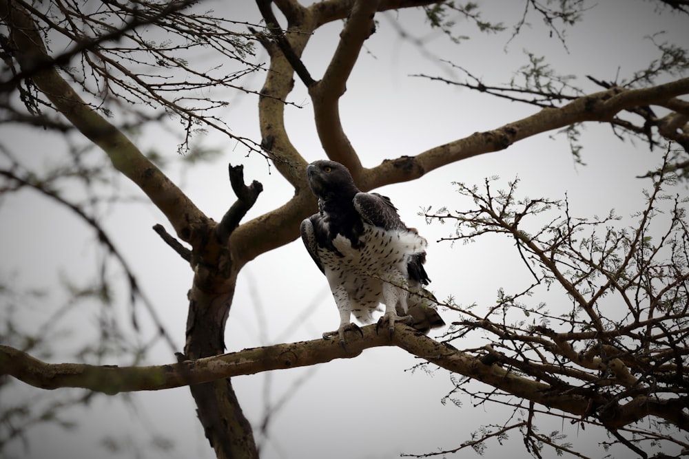 pájaro blanco y negro en la rama de un árbol marrón durante el día