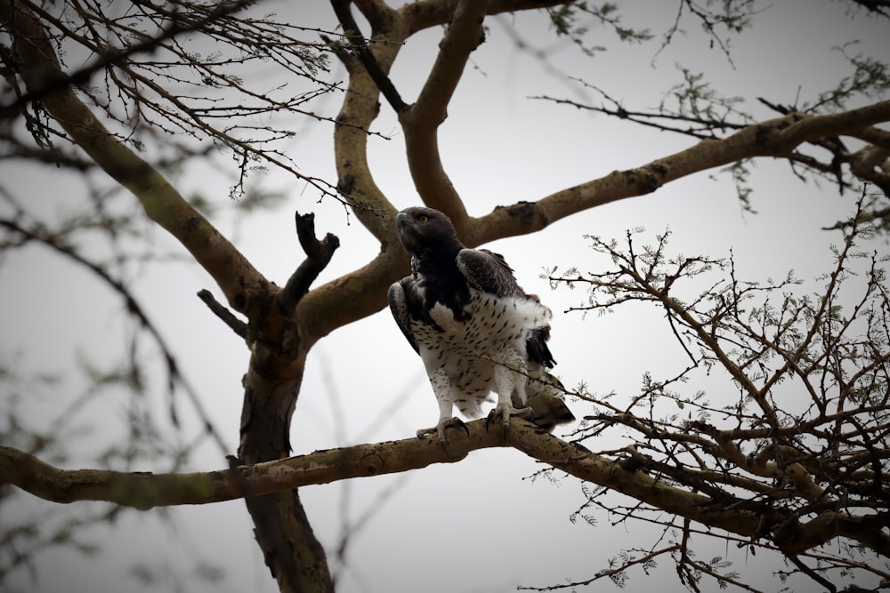 black and white bird on brown tree branch during daytime