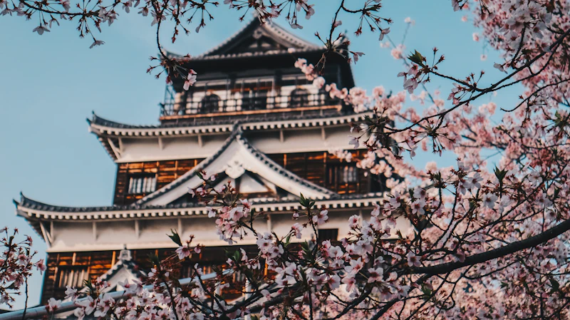 Cherry blossom trees in full bloom surrounding a traditional Japanese castle